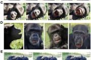 安装日历国际最新研究：机器人“打哈欠” 黑猩猩被传染